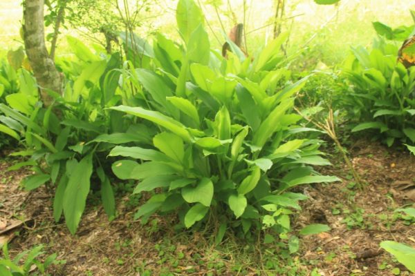 Cúrcuma Planta