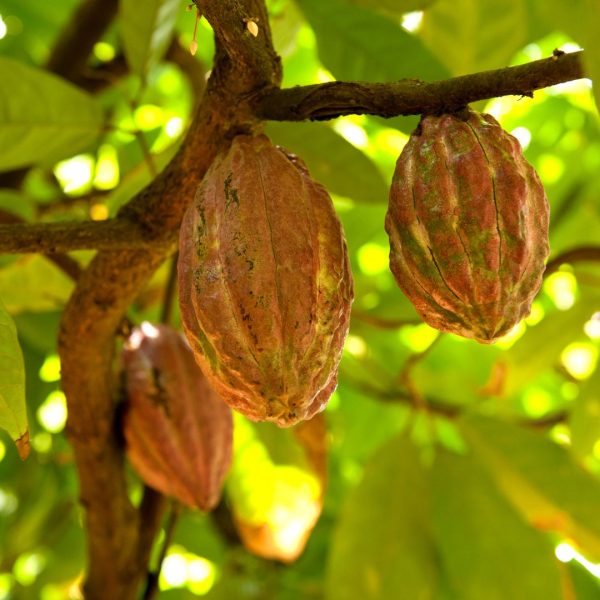 Cacao